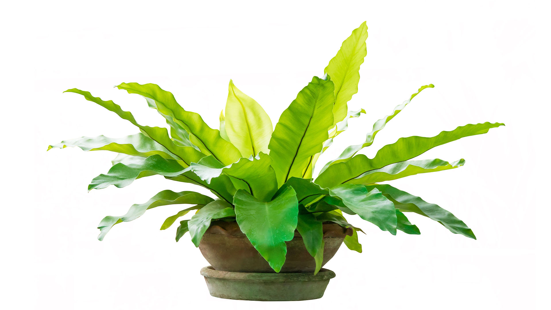 10 Best Houseplants For Nurseries Crane USA