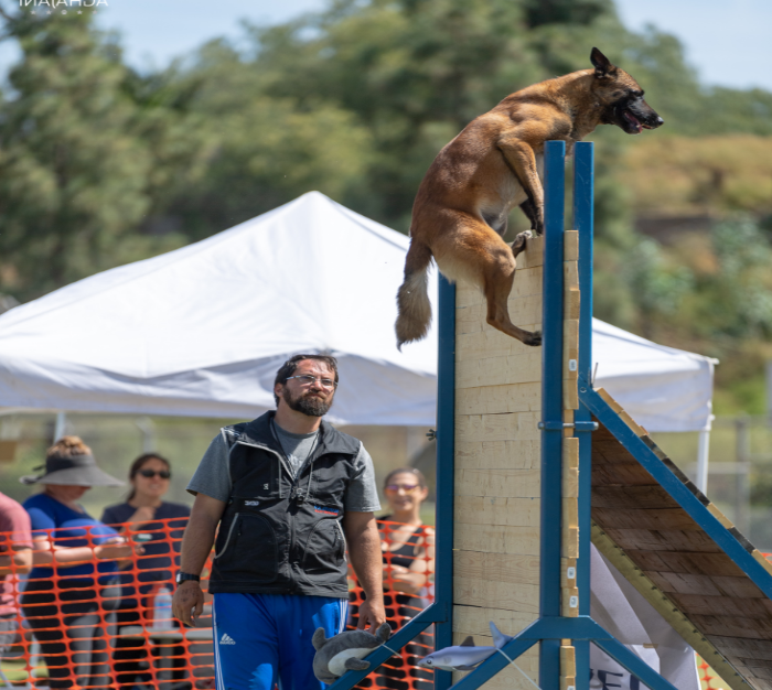 How Much Does A Private Dog Trainer Make