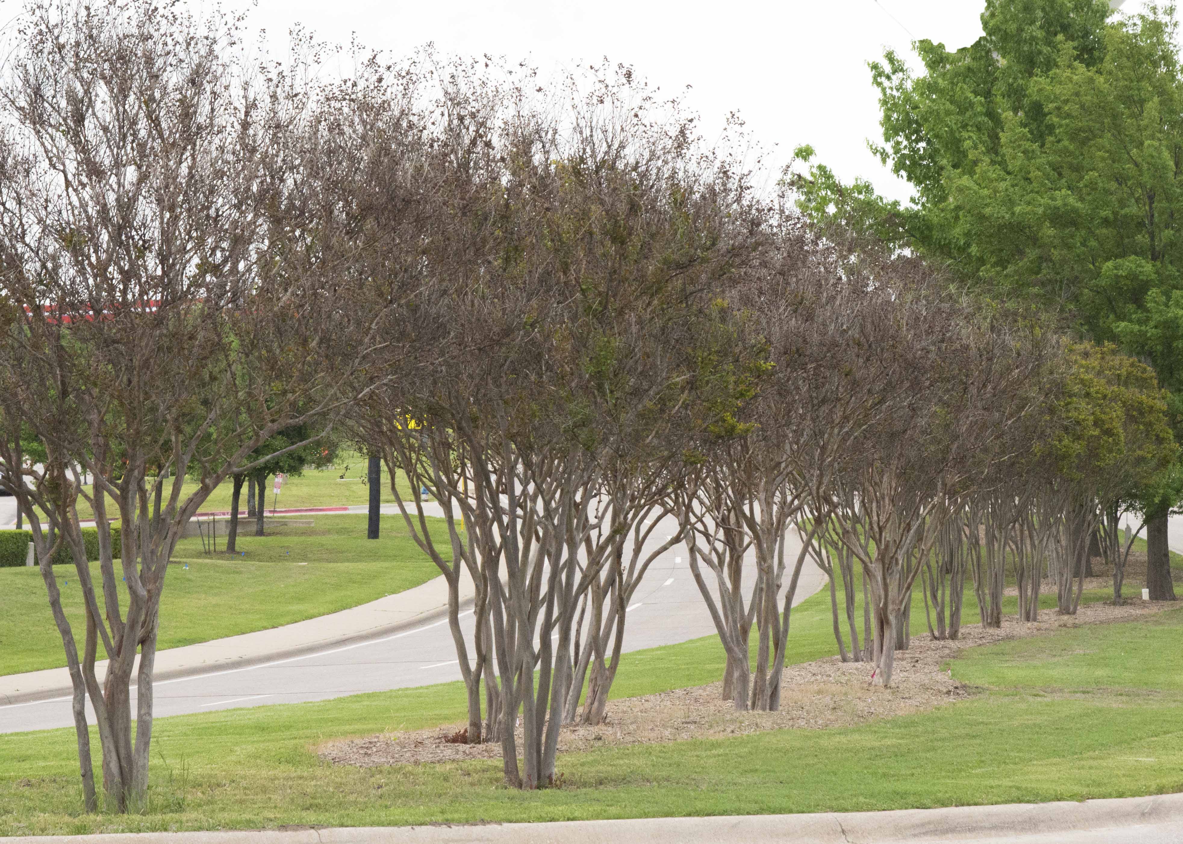 Crape Myrtle have taken a hit from this past winter’s cold. Crape