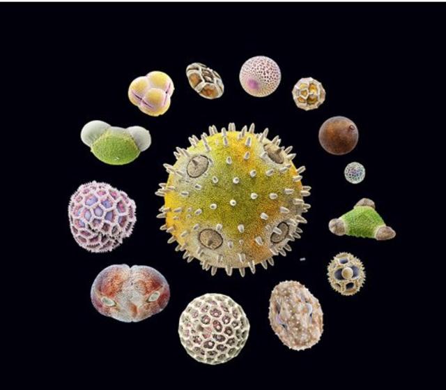 Highmag pollen photos highlight the invisible beauty of plants
