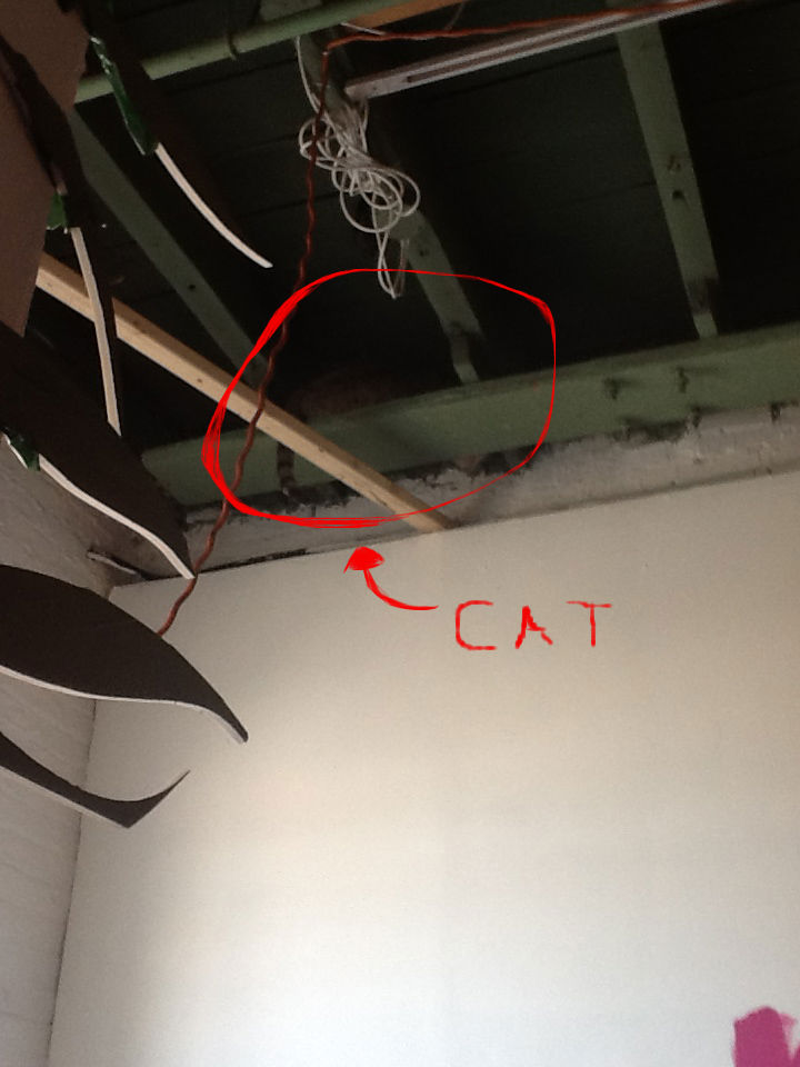 Ceiling Cat Crasstalk