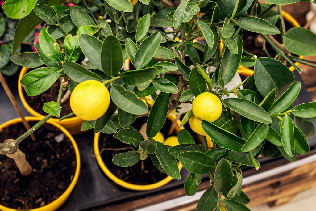 3 Types of Dwarf Lemon Trees Crate and Basket