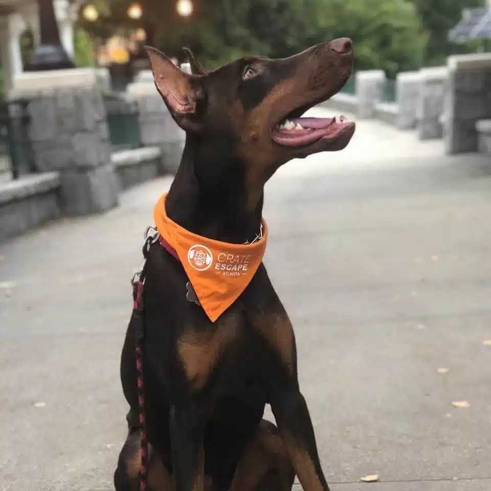 Crate Escape Atlanta Local Dog Walker & Pet Sitters Near You