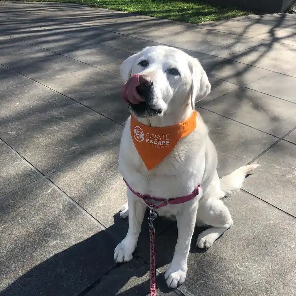 Crate Escape Atlanta Local Dog Walker & Pet Sitters Near You