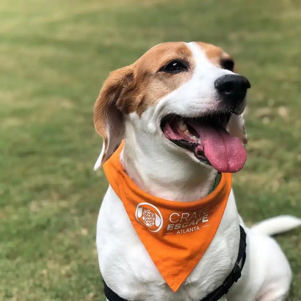 Crate Escape Atlanta Local Dog Walker & Pet Sitters Near You