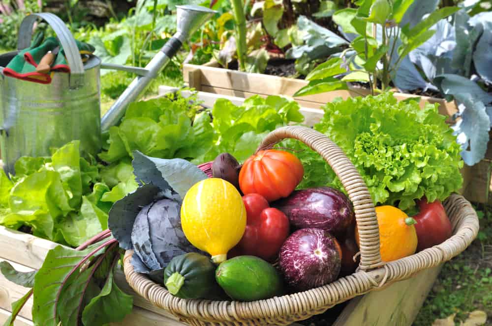Garden expert reveals why having a vegetable patch benefits everyone