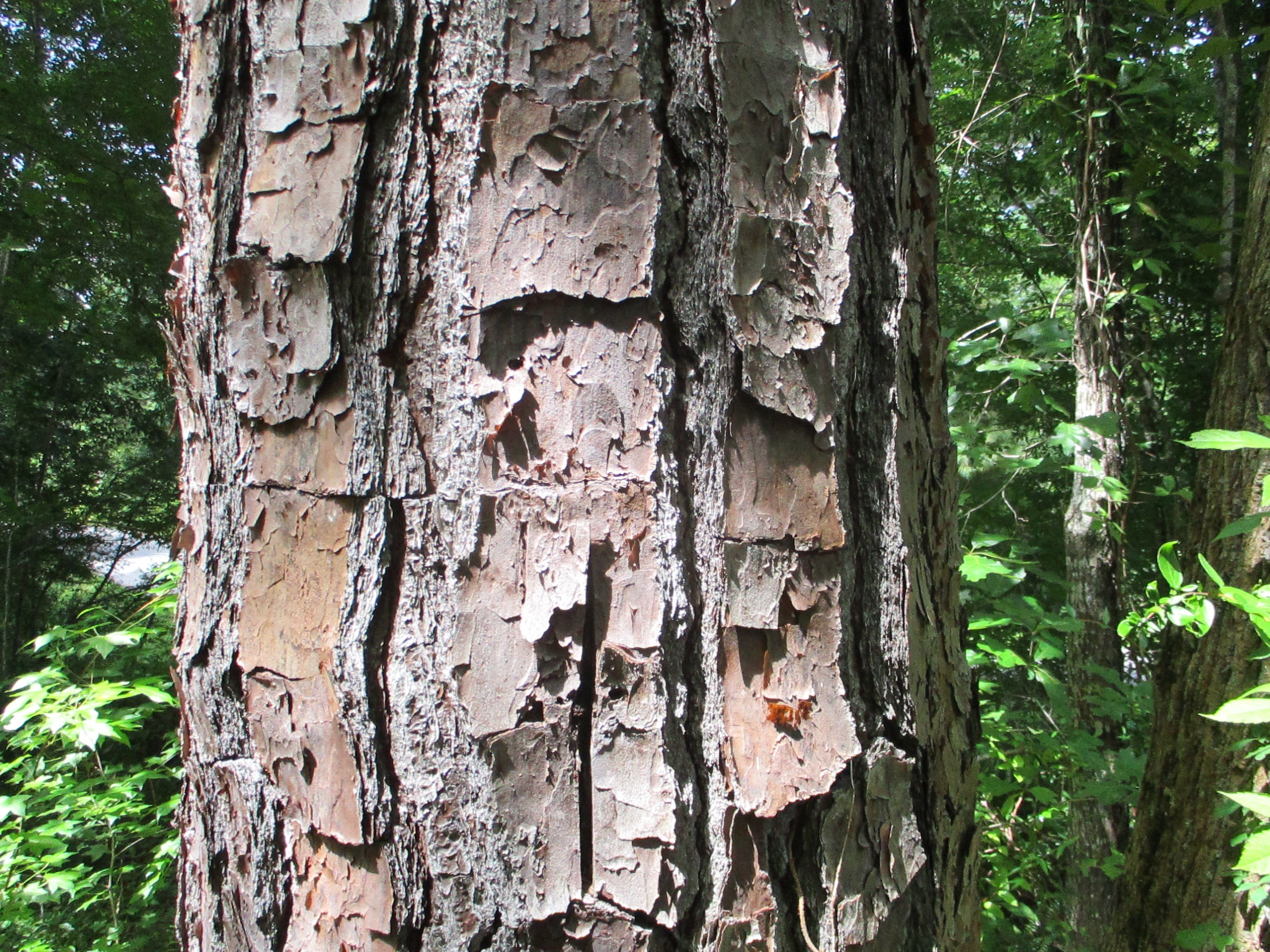 Loblolly, Shortleaf or Longleaf? The Bark Will Help N.C. Cooperative