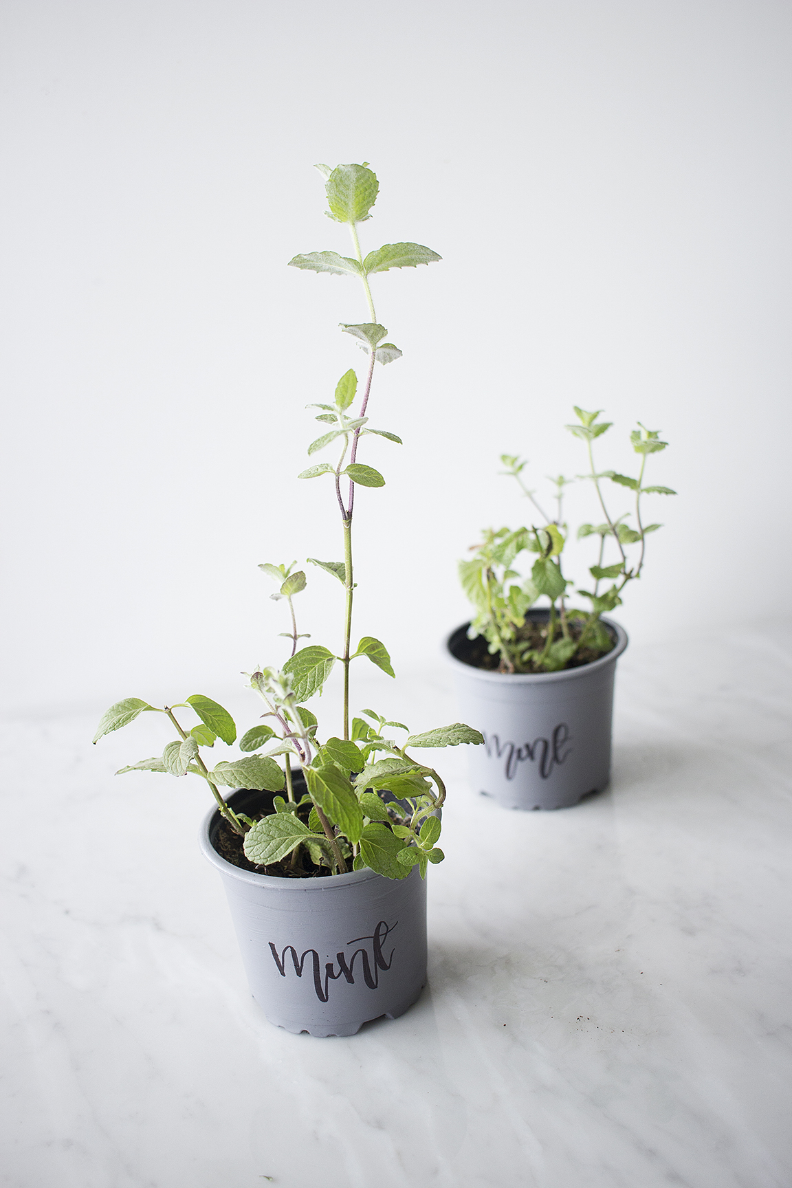 Basics on Keeping Cooking Herbs at Home Cravings Journal