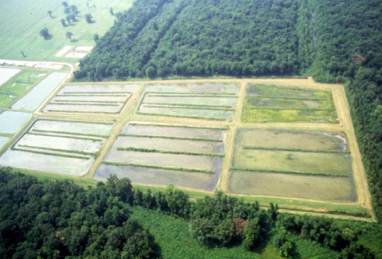 Aerial Louisiana Crawfish
