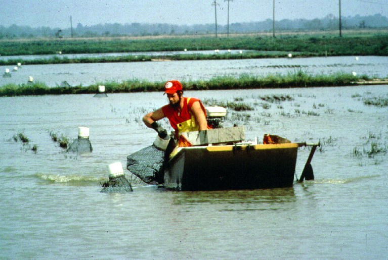Harvesting Louisiana Crawfish