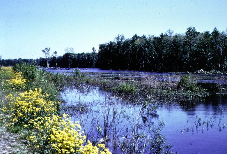 Ponds Louisiana Crawfish