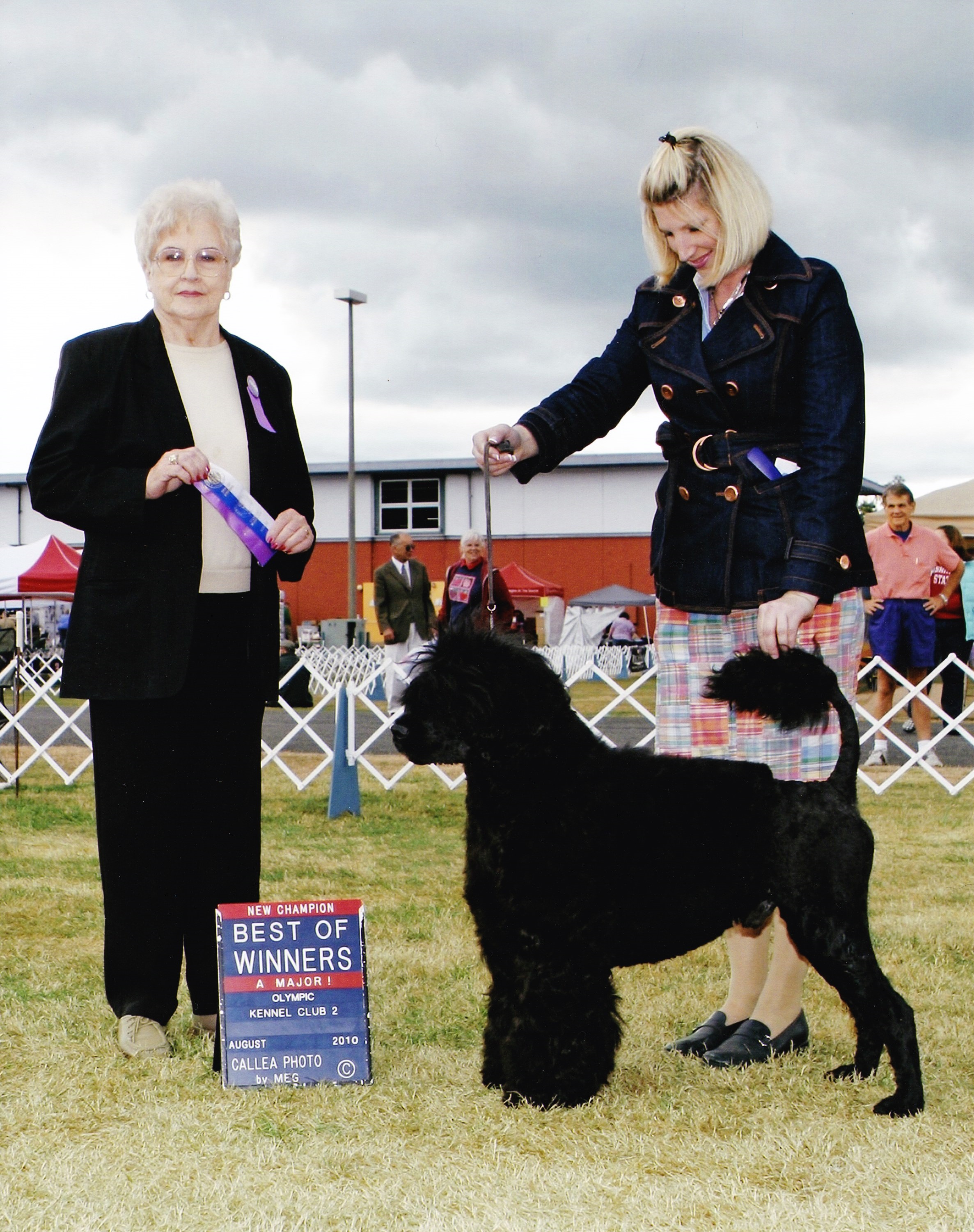 Top 8 Doggie Day Spas in the Seattle Area Crazi Culture