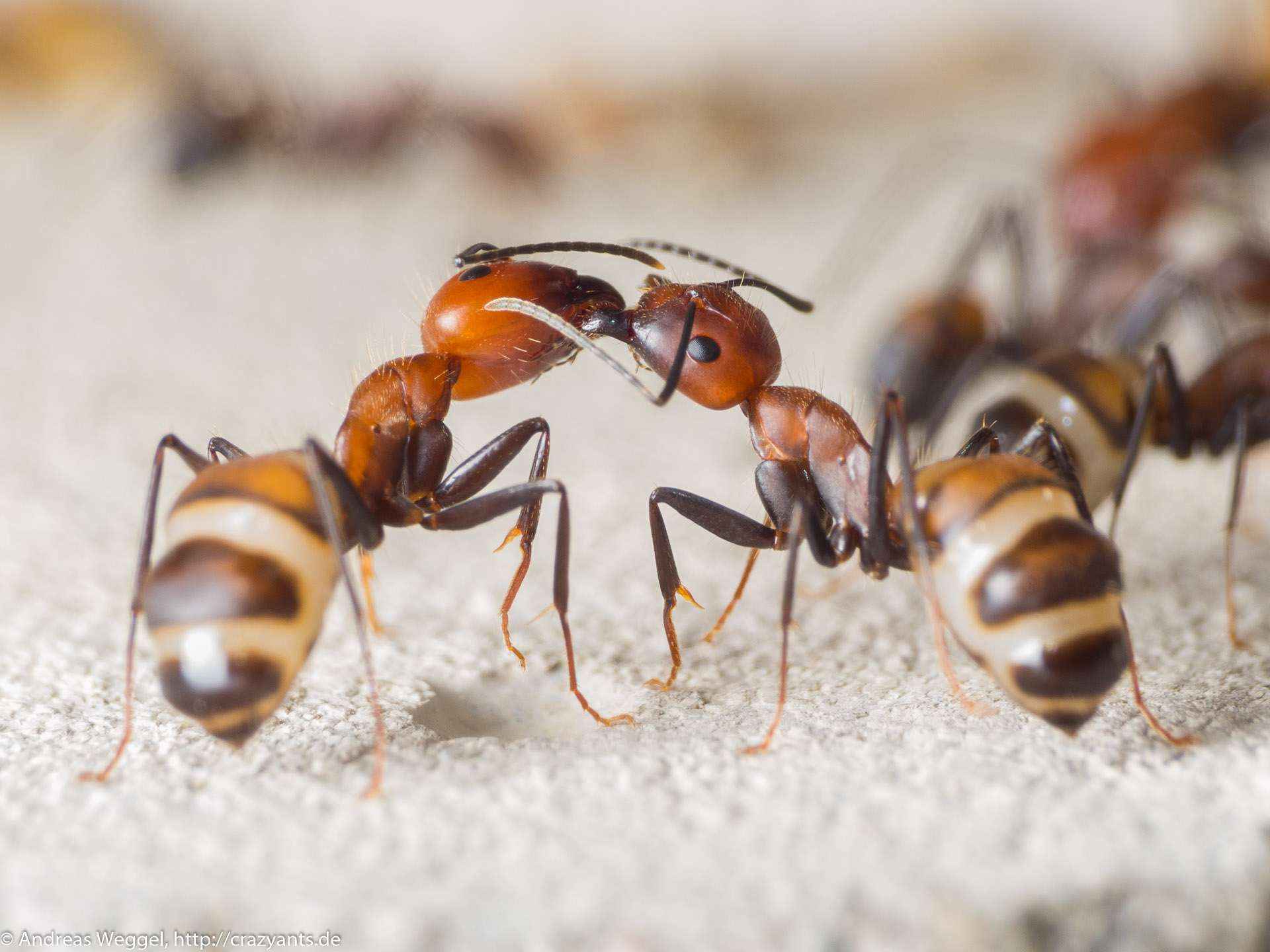 Ab wann und wie oft sollte man die Ameisen füttern? Crazy Ants