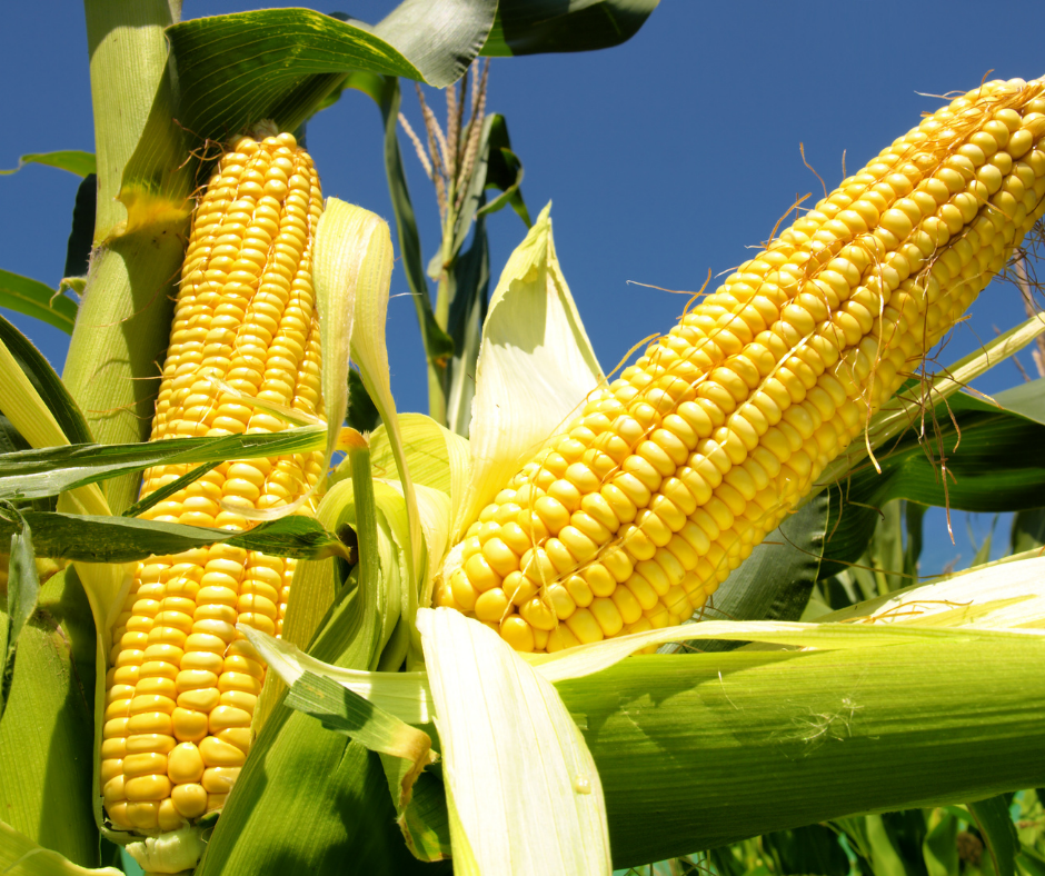 How To Cook Corn On The Cob Over A Campfire Crazy