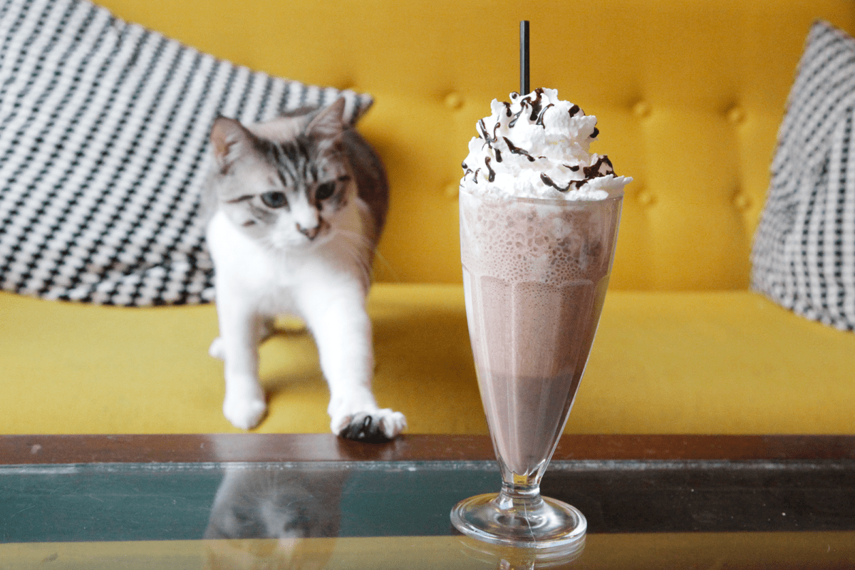 Home Crazy Cat Café