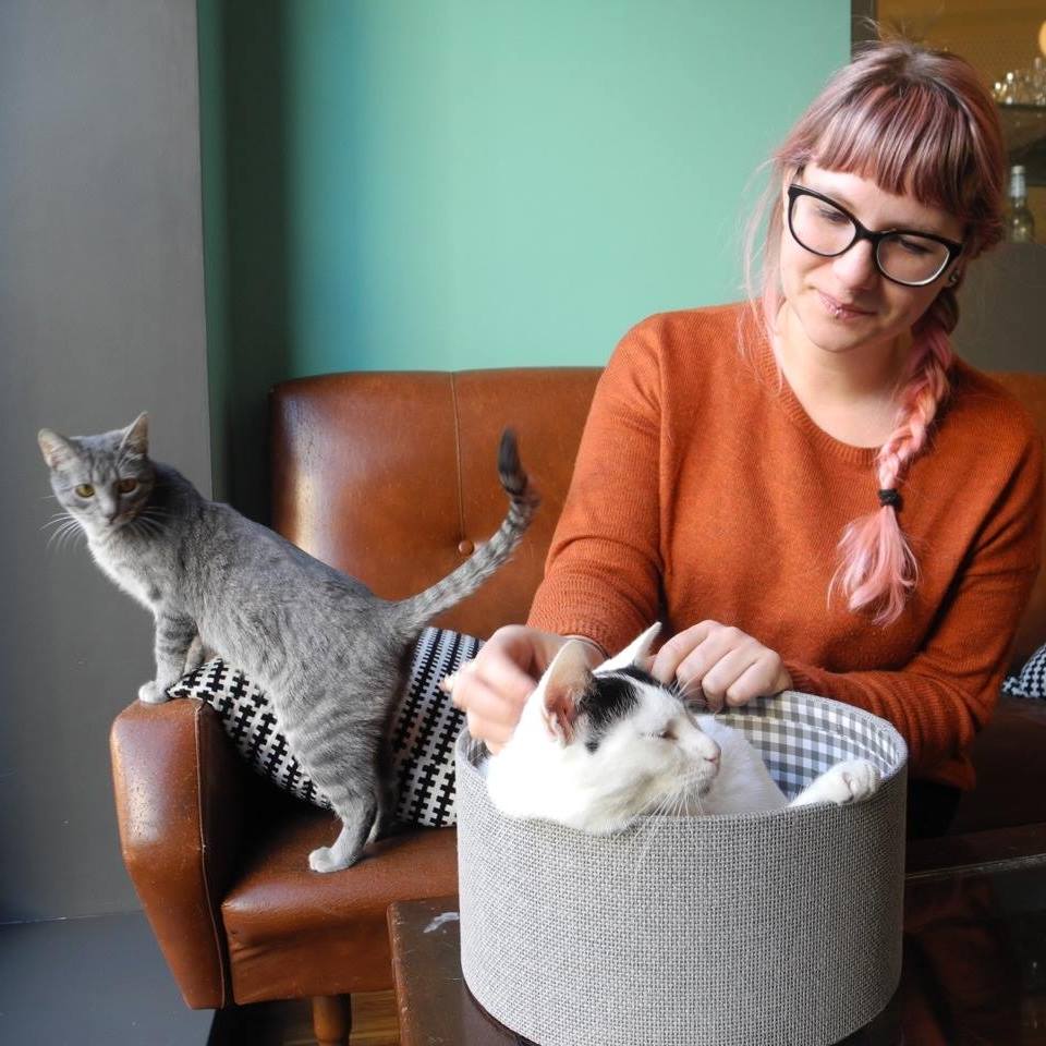 About Crazy Cat Café