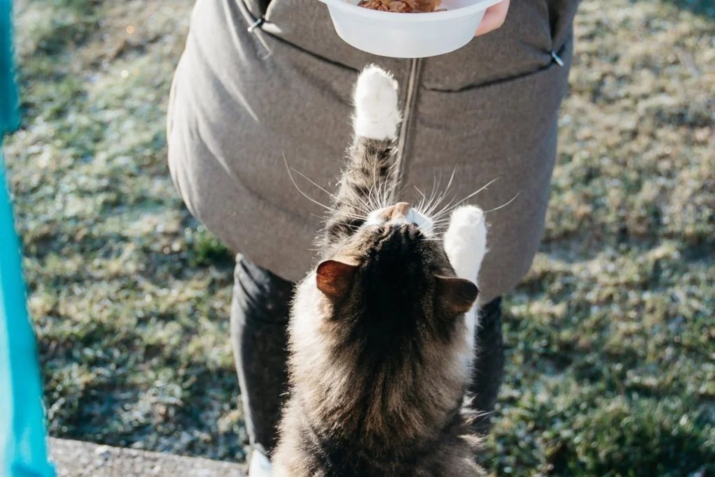 Ways Homemade Kitten Food Is Better Than Store Bought CrazyCatlife