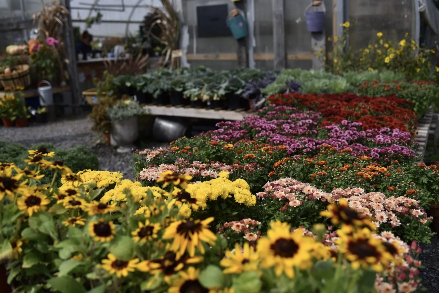 Plan Your Visit Crazy Daisies Greenhouse & Garden Cafe