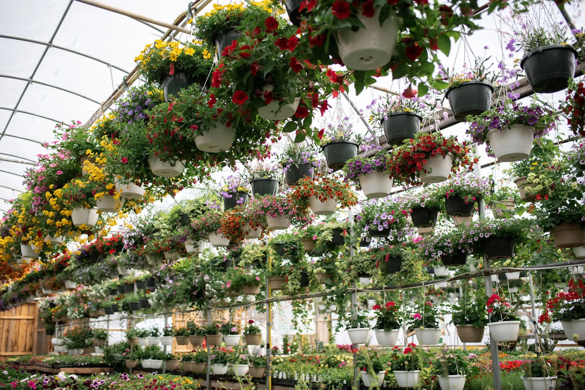 Plan Your Visit Crazy Daisies Greenhouse & Garden Cafe