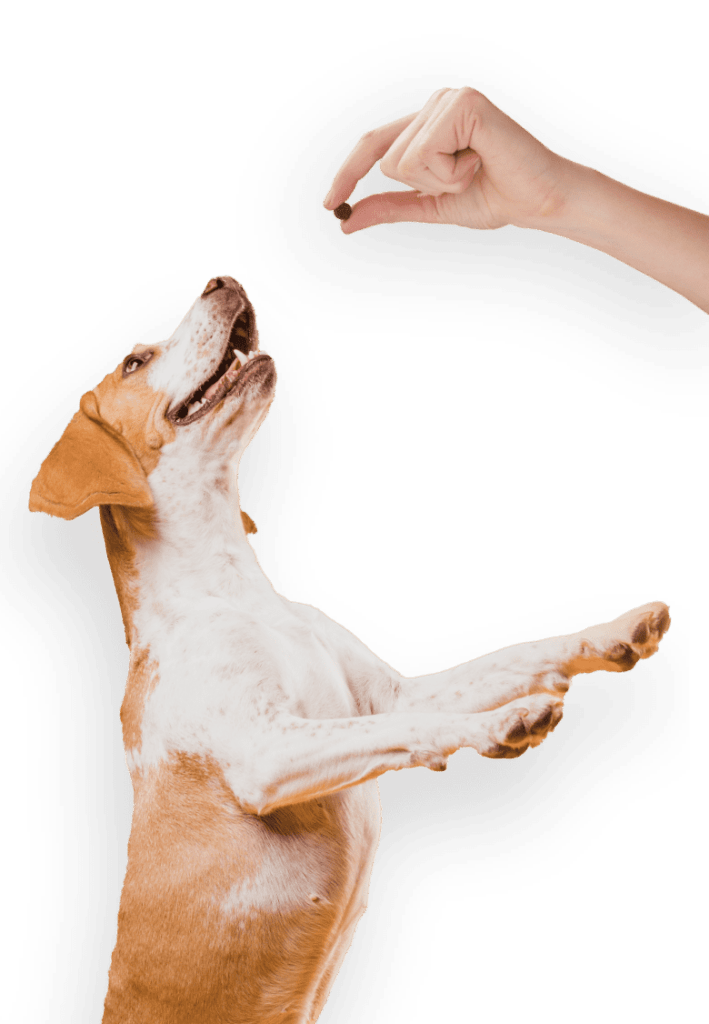 Crazy Dog Train Me! Training Rewards Dog Treats