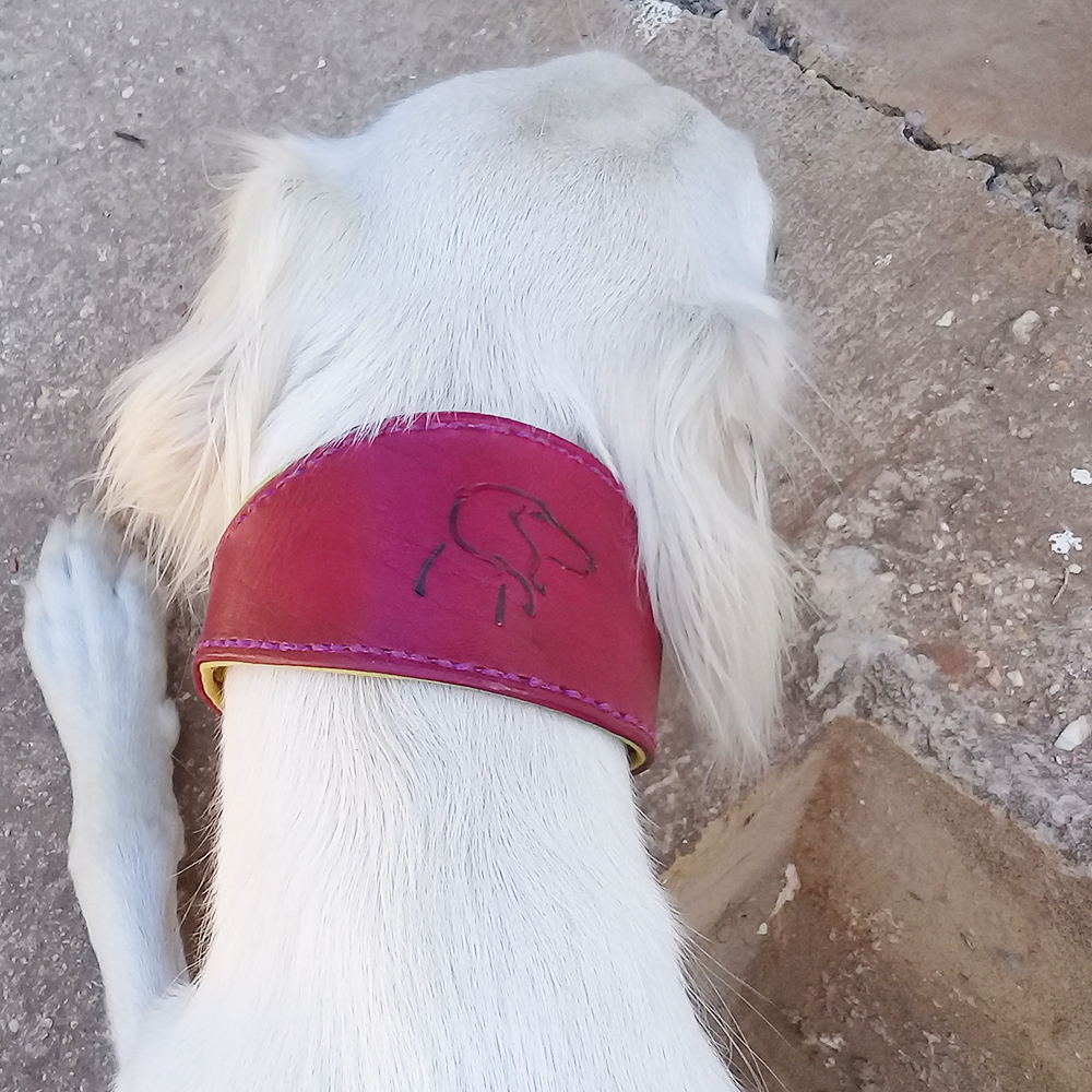 Saluki Collar Crazy Hound House