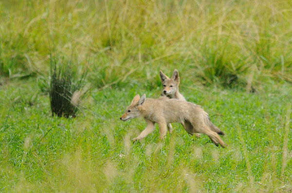 Alaksen National Wildlife Area CrazyM Bird & Nature Photography