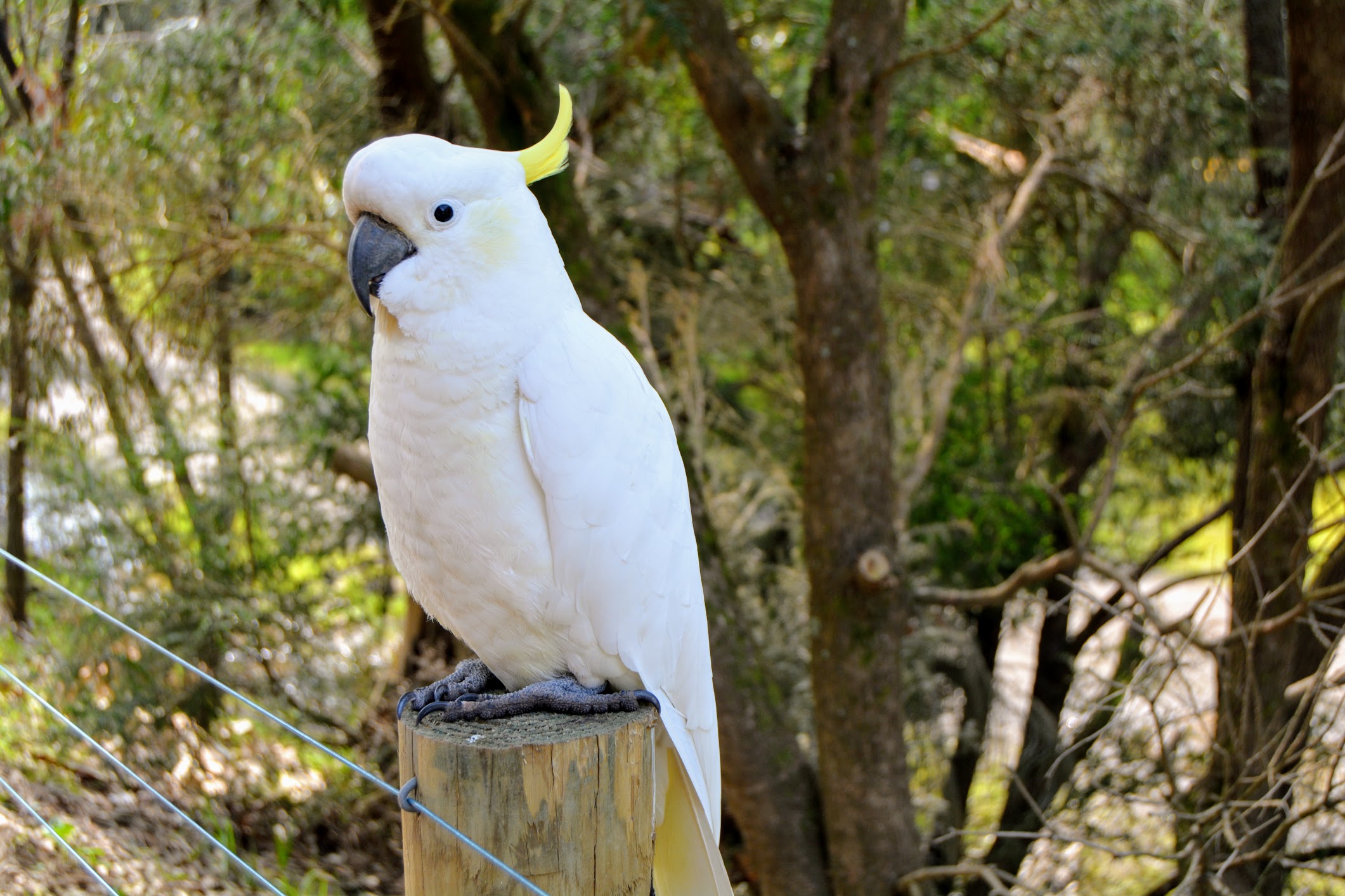 River Bird The Diversity of Classic Rock