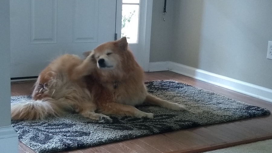 Can A Flea Collar Make A Dog Itch