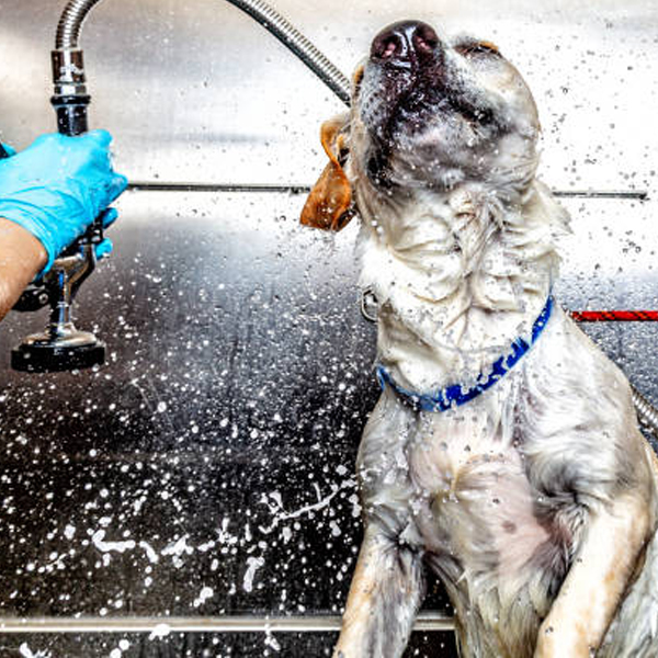 Crazy Tails Canine Services Saskatoon pet services including daycare