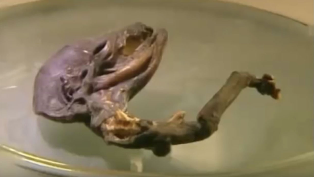‘Tiny alien corpse found in Russia? The Crazz Files