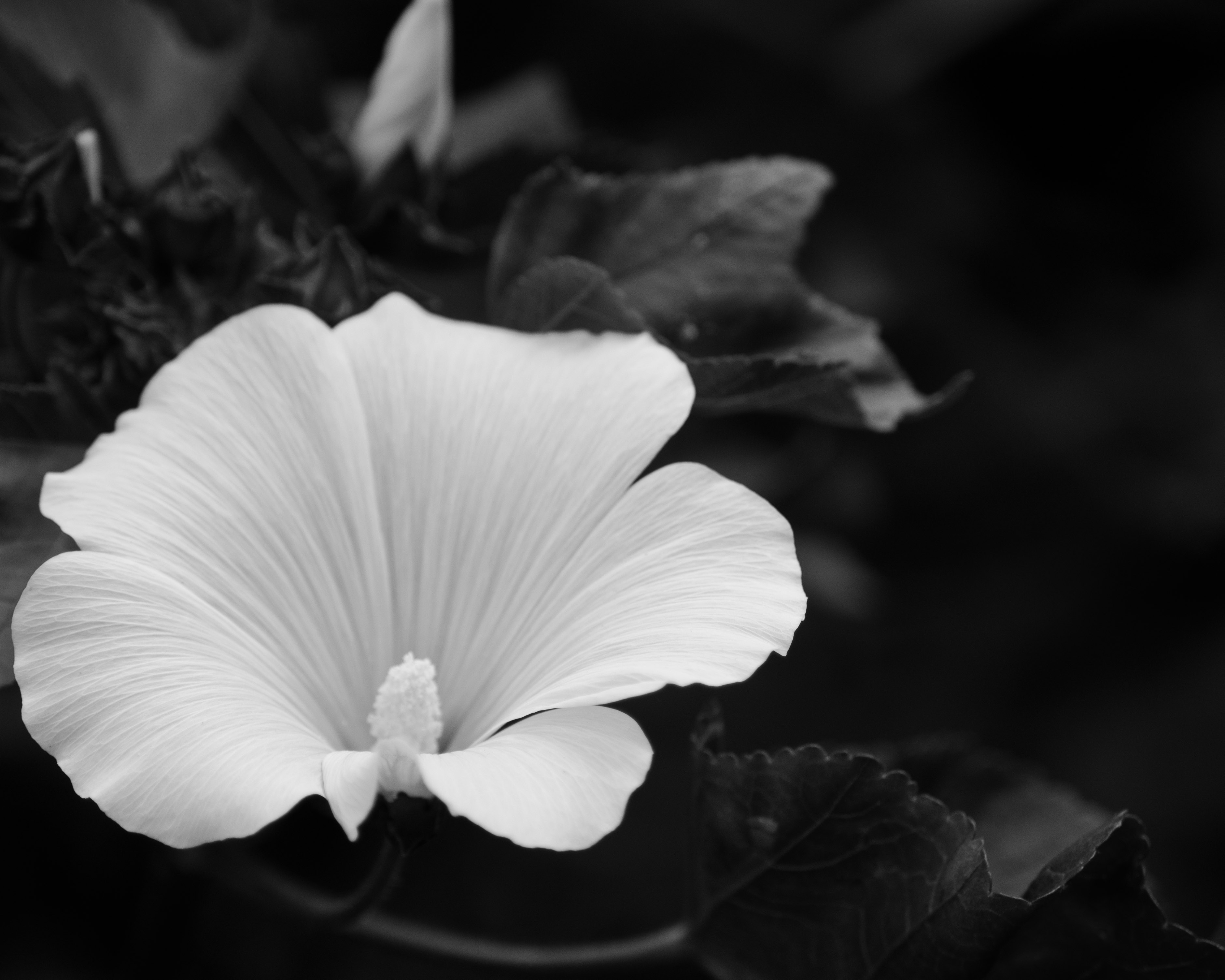 flowers createdbyrcw