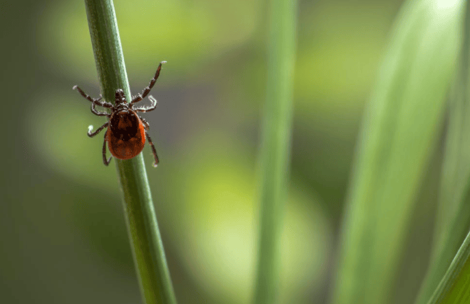 Common Parasites That May Be Lurking Balanced Health