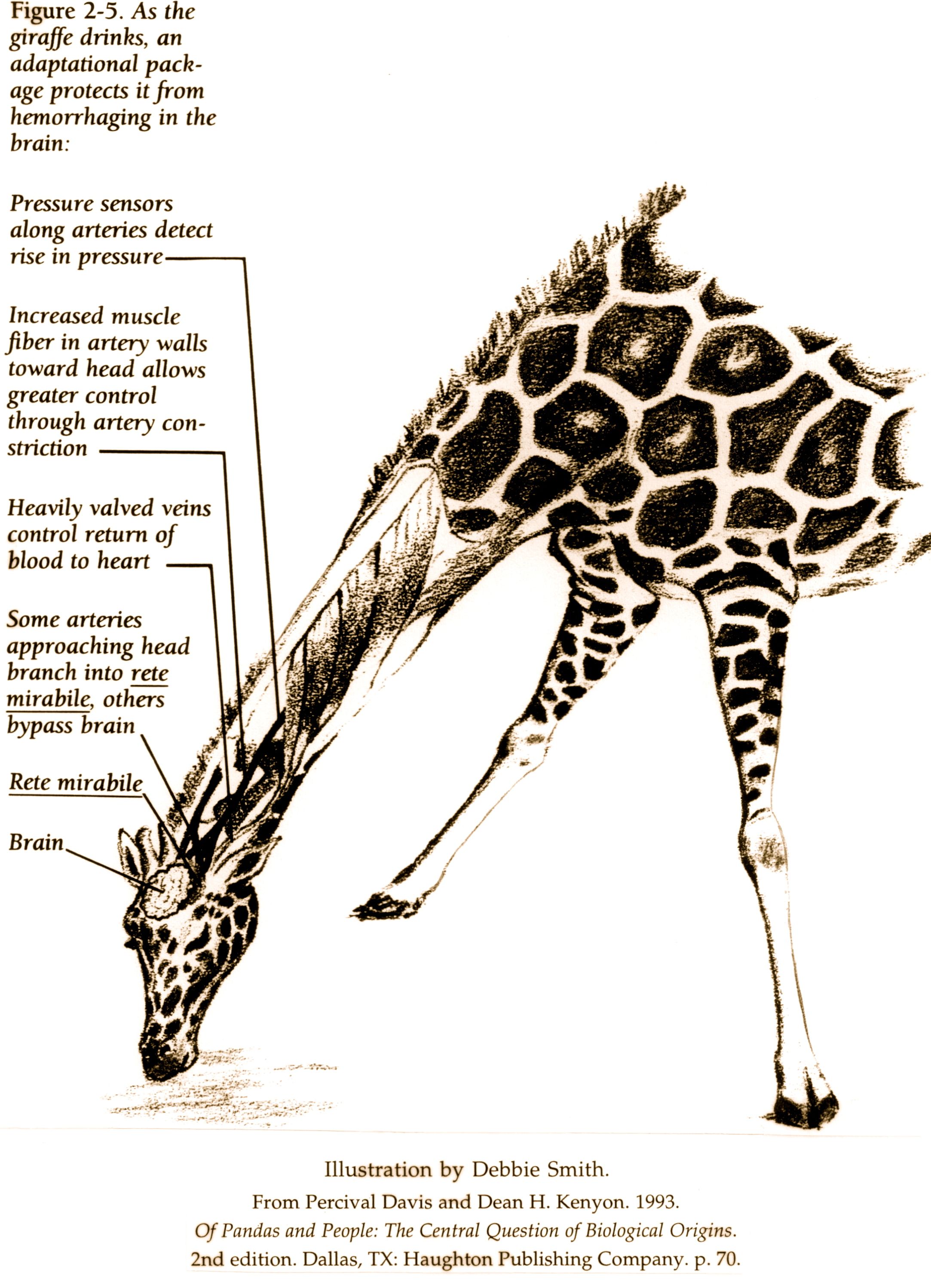 The Giraffe A Favourite Textbook Illustration of Evolutionary Theories
