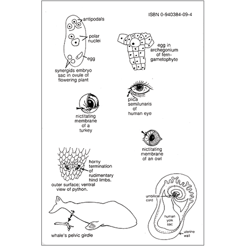 Organic Vestigial Organs