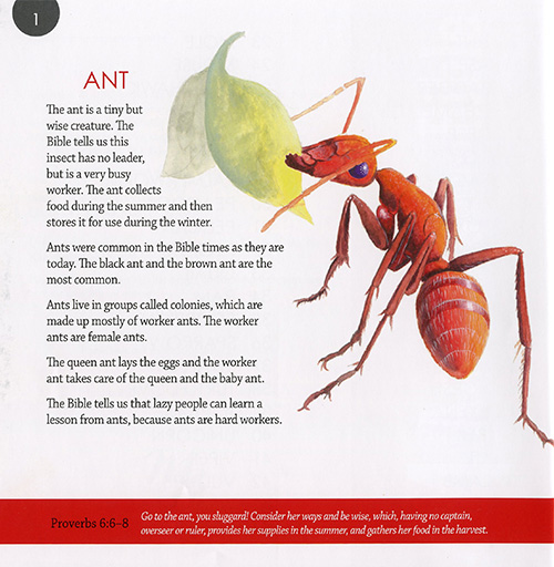 44 Animals of the Bible Creation Today