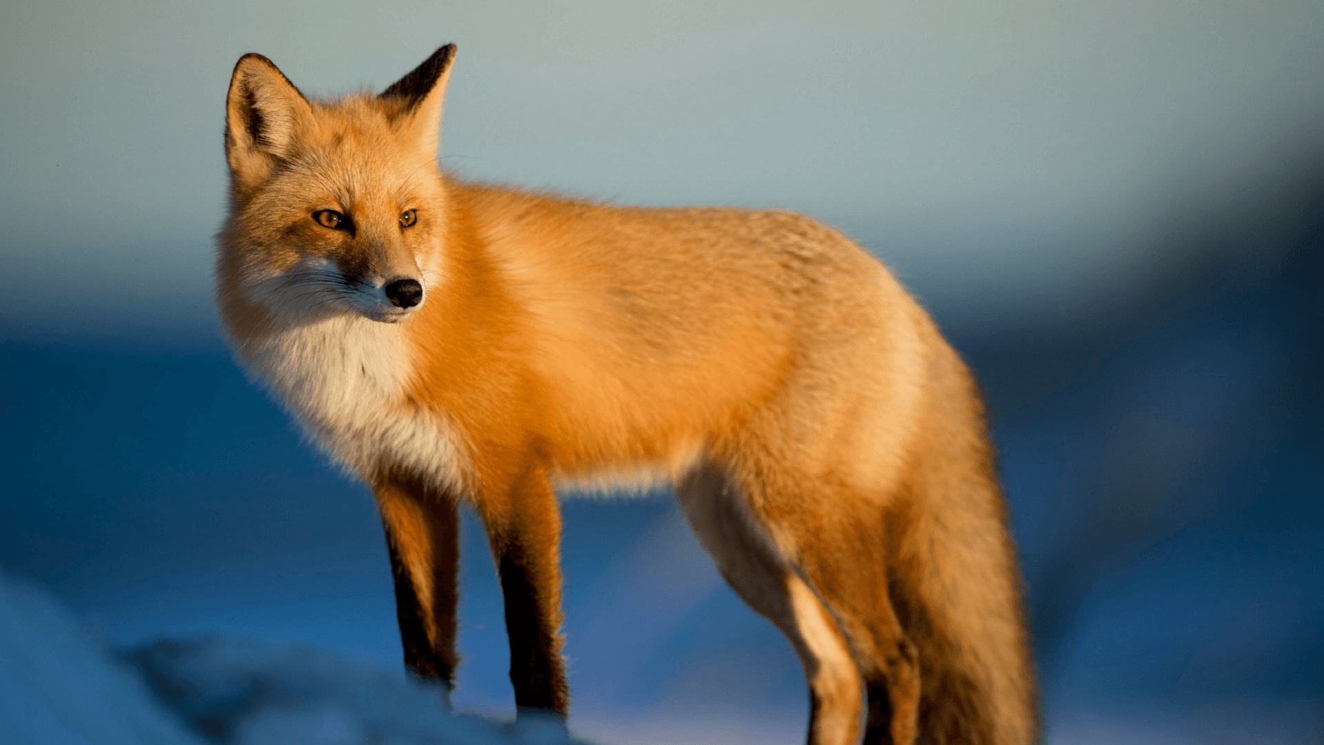 Micro Evolution of the Fox (Vulpes) Creation Today