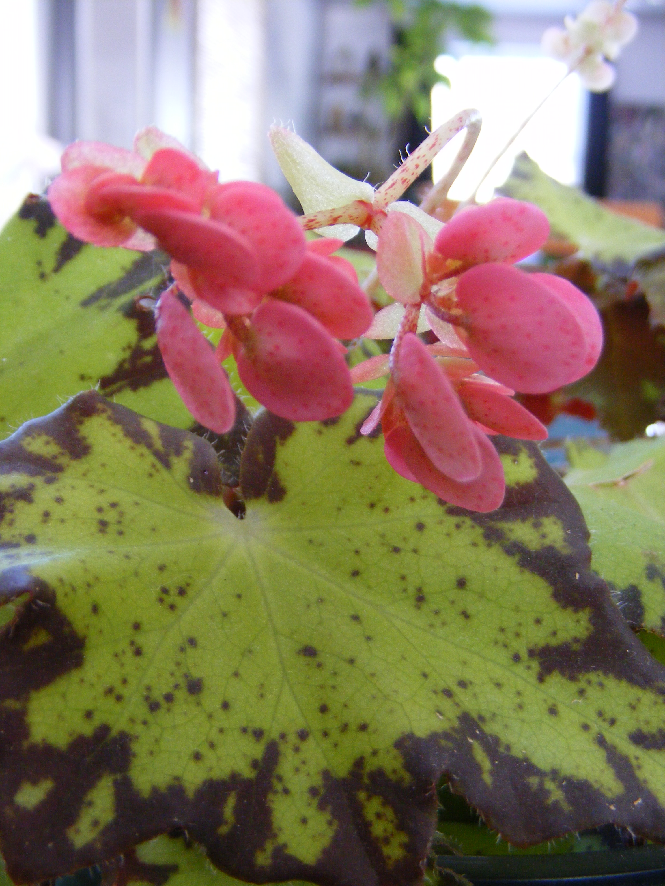 Fleurs de bégonia Rex ‘Jive’ création végétale