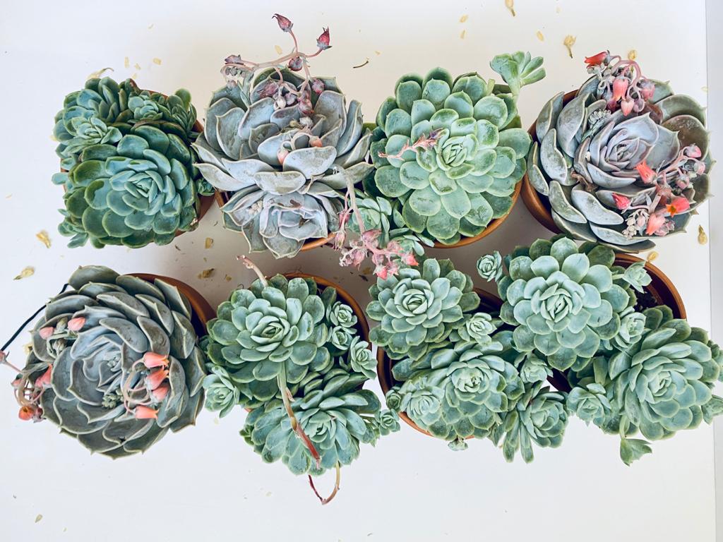 SUCCULENT PLANT CREATIVE COLLECTIONS