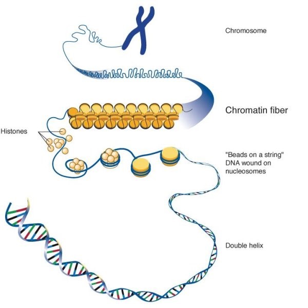 What Is The Phase Where Chromatin Condenses To Form Chromosomes