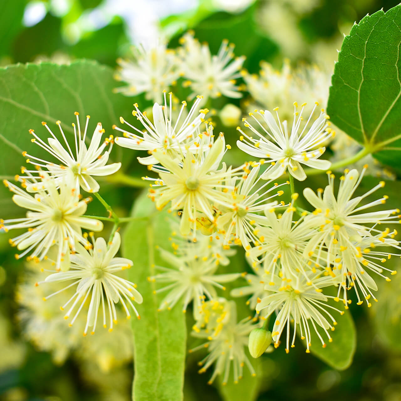 Linden Blossom CO2 (Tilia Cordata) Bulgaria