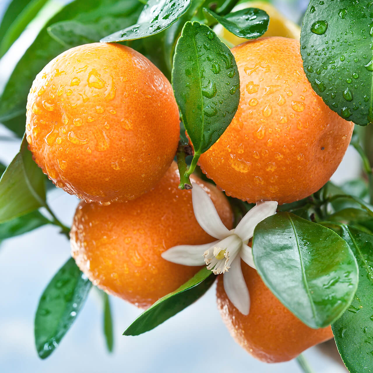 Petitgrain sur Fleurs Base Creative Formulas