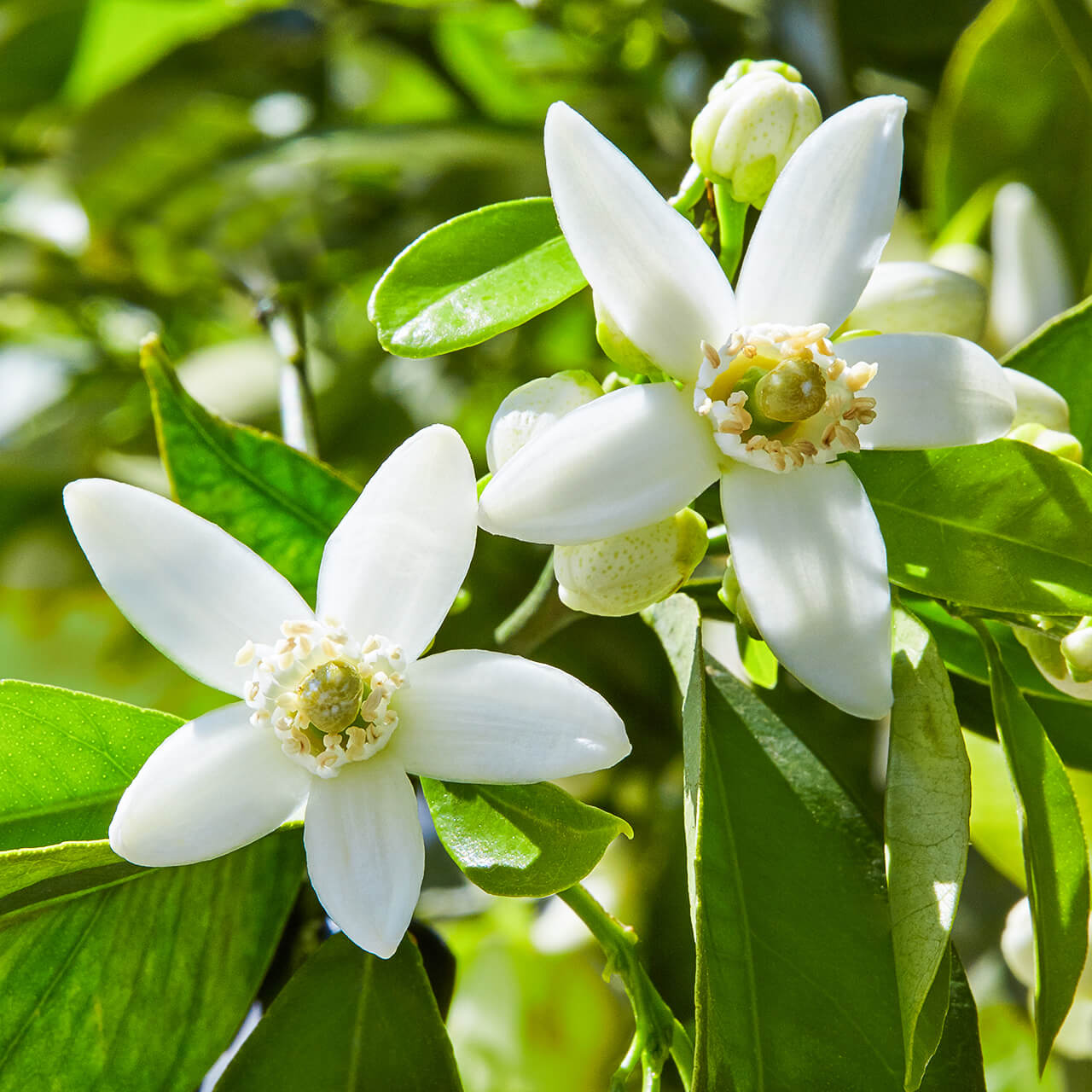 Orange Blossom Base Creative Formulas