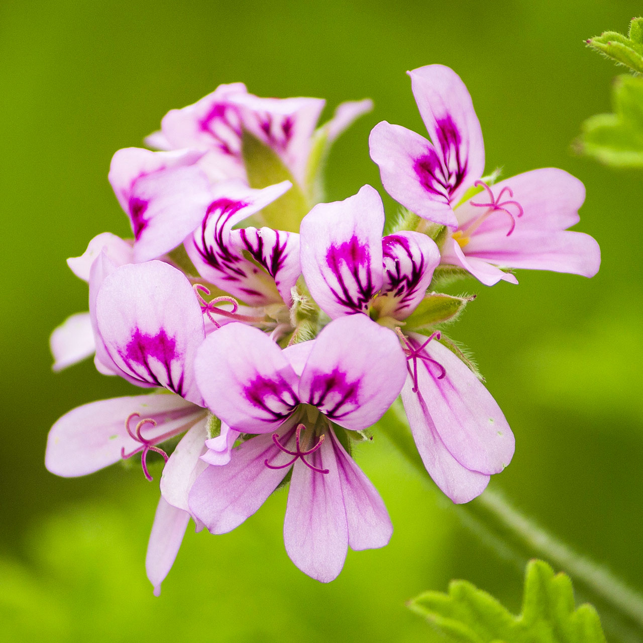 Geranium Bourbon Base Creative Formulas