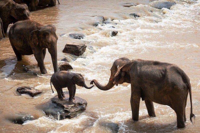 Why are Elephants important? Creative Art and Craft for Children