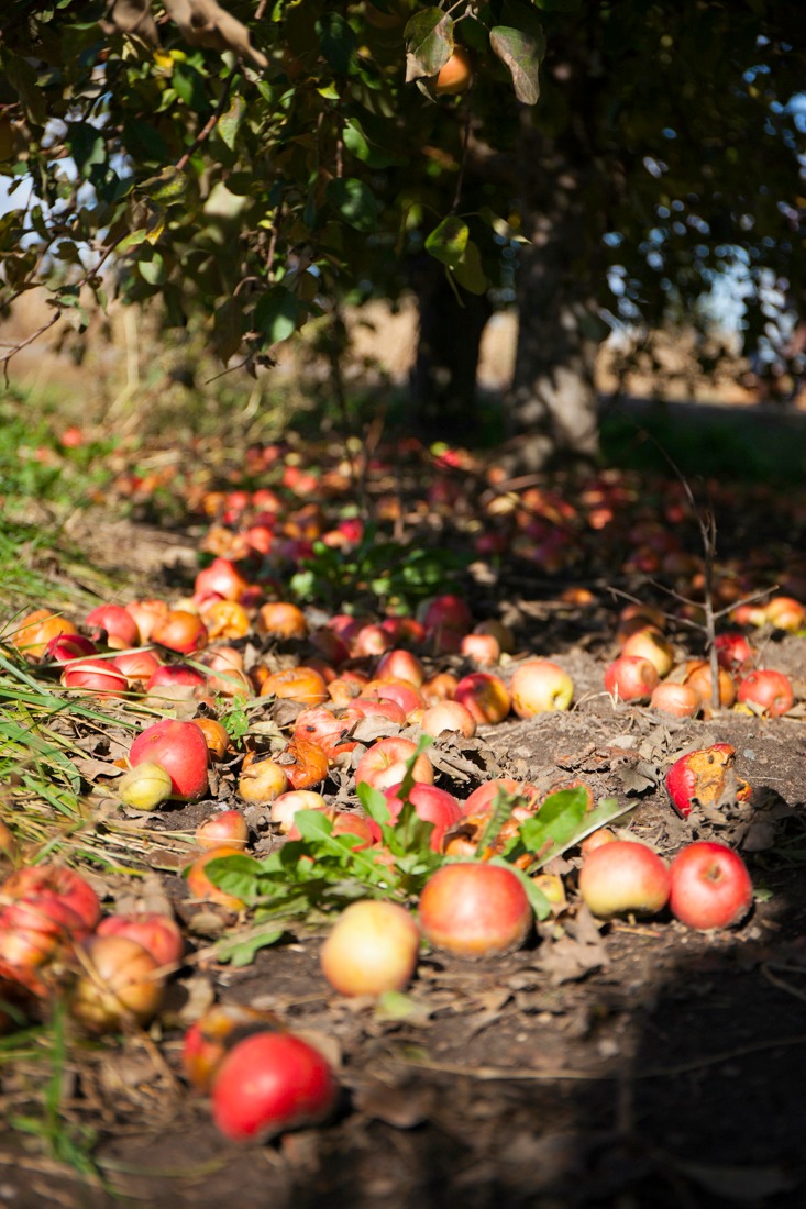 How to Get Fruit Trees To Blossom & Fruit