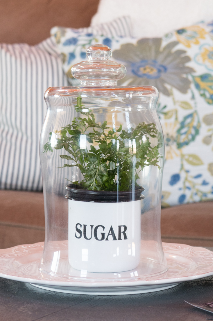 Plants Under Glass Cloche CREATIVE CAIN CABIN