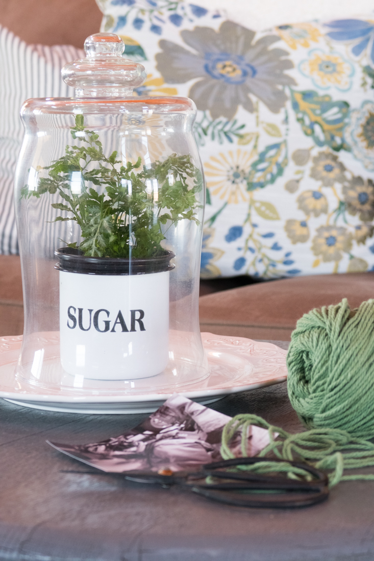 Plants Under Glass Cloche CREATIVE CAIN CABIN