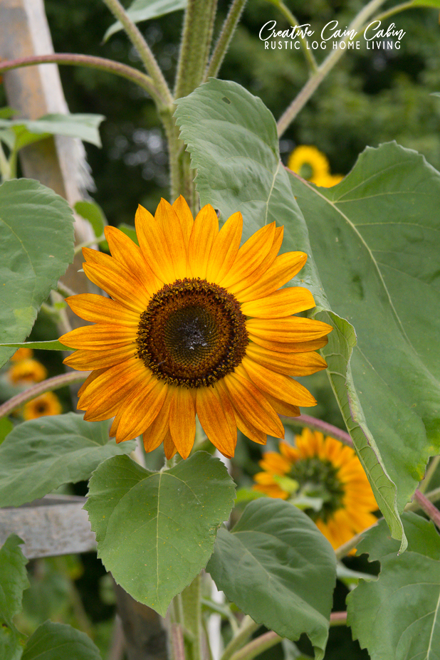 Blooming Sunflowers In The Fall Garden CREATIVE CAIN CABIN