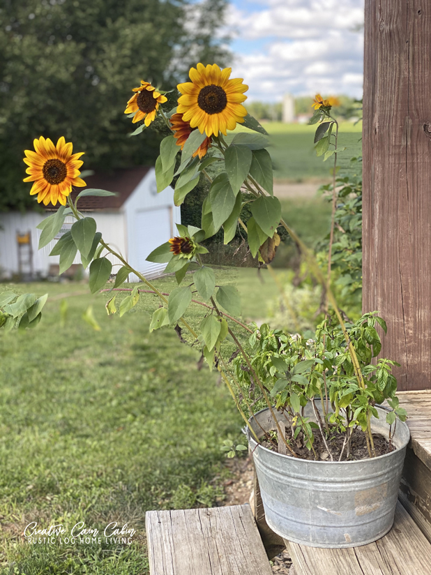 Blooming Sunflowers In The Fall Garden CREATIVE CAIN CABIN