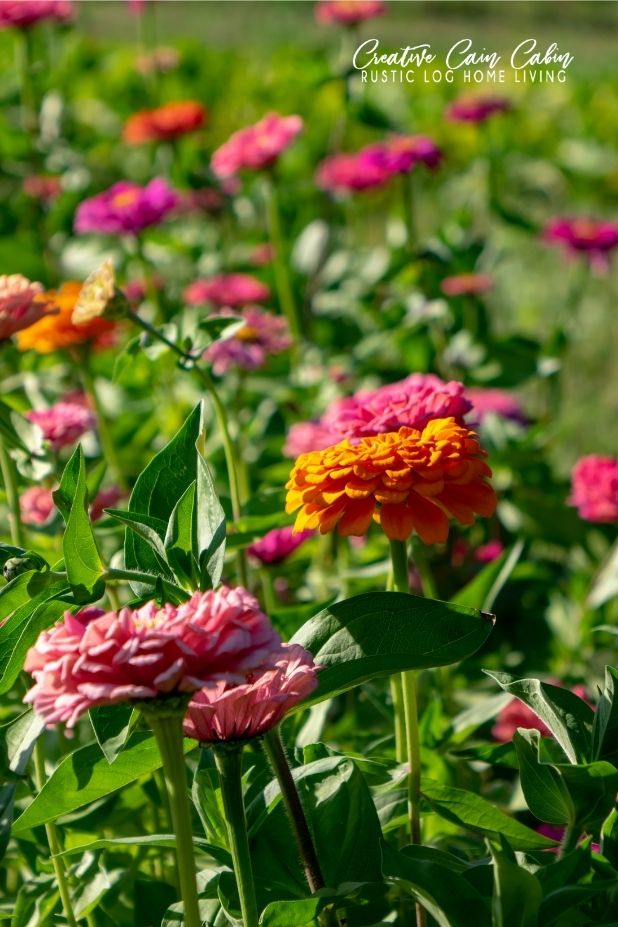 5 Cut Flowers You Can Grow From Seed CREATIVE CAIN CABIN